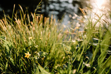 beautiful flowers on a summer meadow, amazing nature