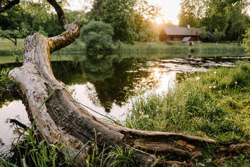 Summer landscape. swamp, marsh,quagmire, morass, backwater. An area of low-lying, uncultivated ground where water collects