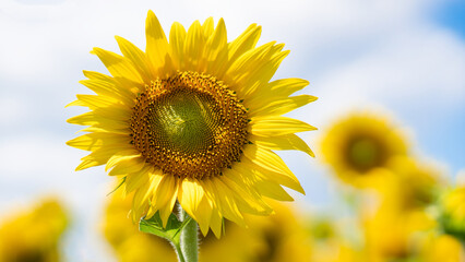Naklejka premium A bee with nectar on its paws flies to a sunflower. In summer, a bumblebee and a bee collect nectar. A bee and a bumblebee on a sunflower bloom in an agricultural field, close-up.