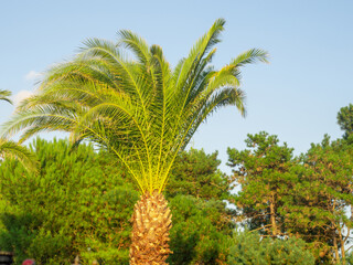 Fototapeta na wymiar Palm tree in the park at the resort. Palm tree on the background of coniferous trees. Nature of Georgia.
