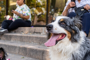 two dogs together. Happy Border Collie on the street watching people passing