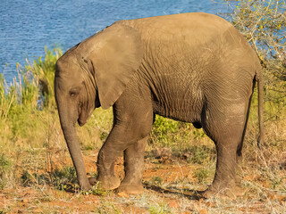 Young African elephant walking on the savannah grass. Lake behind it.  Kruger Park, South Africa.