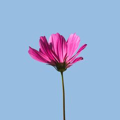 Bright pink flower on pastel blue background. Romantic bloom concept. Minimalistic nature flat lay.