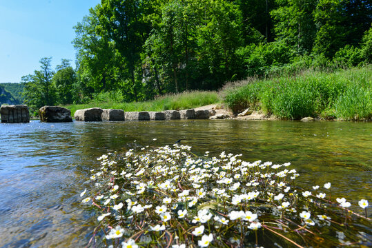 Flutende Wasserhahnenfu&szlig; (Ranunculus fluitans) in der Donau bei bei Fridingen an der Donau