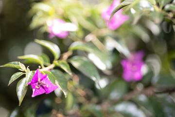 Flores do lago Igapó