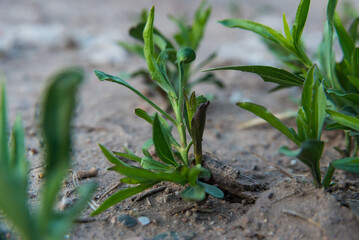 autochthonous vegetation growing in sandy soil