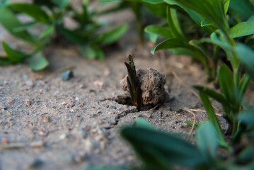 autochthonous vegetation growing in sandy soil