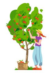 Smiling woman picking up red apples from the tree. Young woman in a straw hat. Wicker basket full of ripe apples. Apple tree in the garden. Concept for gardening or farming. Vector flat illustration - 520903589