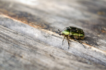 Beetle Rose Chafer or the Green Rose Chafer, latin name Cetonia aurata.