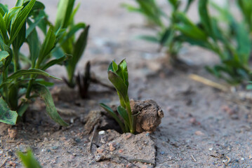 autochthonous vegetation growing in sandy soil