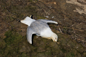 dead seagull on the swamp shore. dead bird