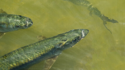 View from above of the shimmery rainbow scales of a group of large tarpon fish in green water in...