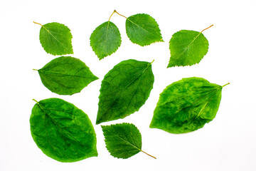 Green leaves on a white isolated background. Natural, original fresh green leaves of trees, plants.