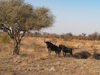 Fototapeta na wymiar Wildebeest in African landscape