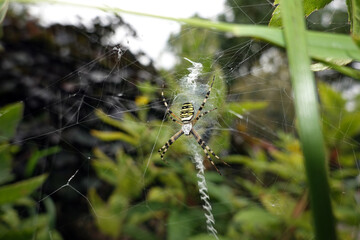 Wespenspinne (Argiope bruennichi) in ihrem Spinnennetz
