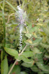 Wespenspinne (Argiope bruennichi) in ihrem Spinnennetz