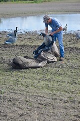 A waterfowl hunter picking up goose decoys 