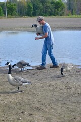 A waterfowl hunter with goose decoys 