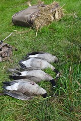 Canada geese with layout blinds 