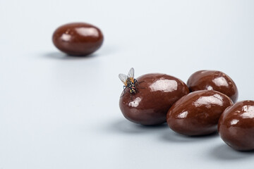 fly on candy, expired food sweets concept.