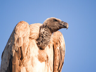 African white backed vulture high in tree