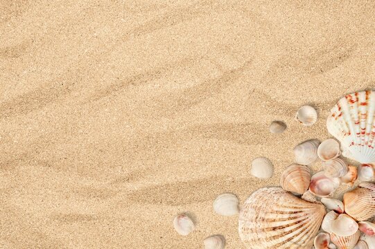 Summer time concept composition with beautiful starfish and sea shells on sand