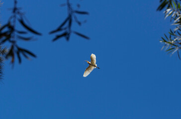 Cattle Egret (Bubulcus ibis)
