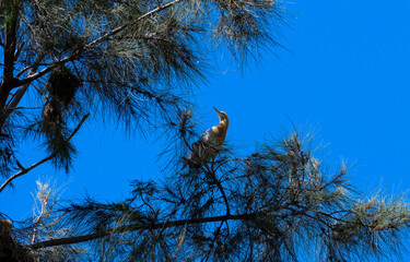 Cattle Egret (Bubulcus ibis)