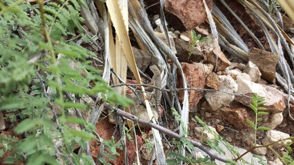 Lizard in mountain 