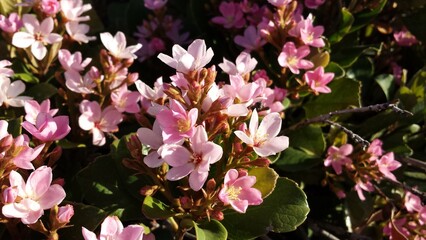 pink magnolia tree