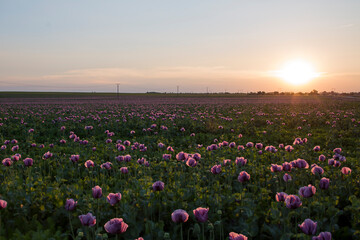 Sunset over the field, poppy seed blossoms.
