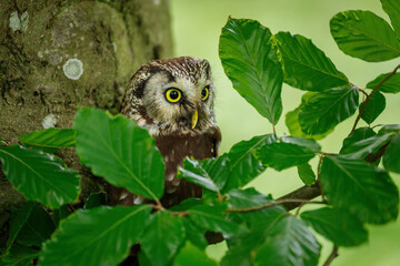 Owl in green forest. Boreal owl, Aegolius funereus, perched on beech branch. Typical small owl with big yellow eyes in cloudy day. Known as Tengmalm's owl. Habitat Europe, Asia, North America.