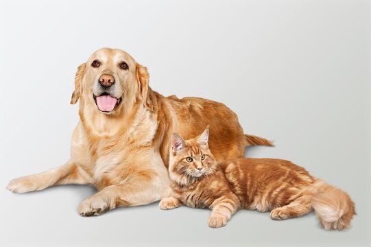 Cute dog and young cat posing at home