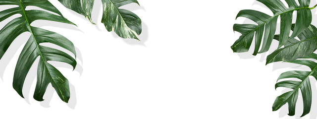 Tropical palm leaves Monstera(Epipremnum Pinnatum Variegated) on white background. Flat lay, top view. Space for design © phadungsakphoto