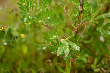 dew on a leaf