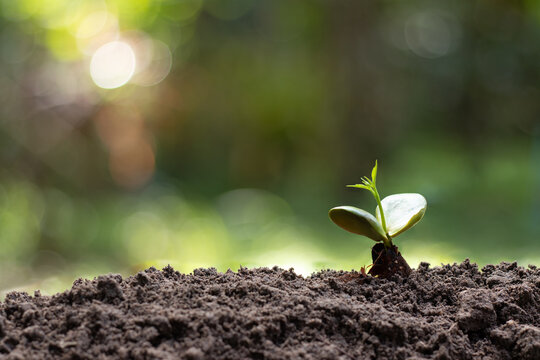 The Sapling are growing from the soil with sunlight, Growing plants concept