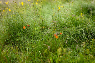 grass and poppies