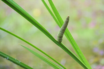 Inflorescence of sweet flag (Acorus calamus), tall wetland plant, used as decorative pond...