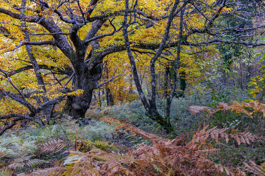 Typical and spectacular autumn image of multiple ocher, brown, green, yellow, red, magenta and blue colors in trees, plants and dry leaves.