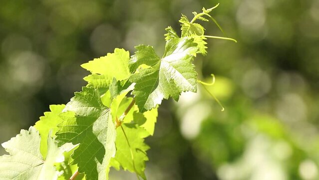 natural branch of the vine in the vineyard