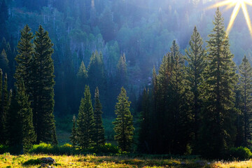 Sunlight on Lush Green Pine Trees in Wilderness Mountains