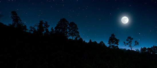 Panoramic night forest background