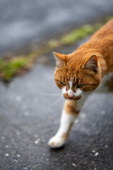 cat on the street