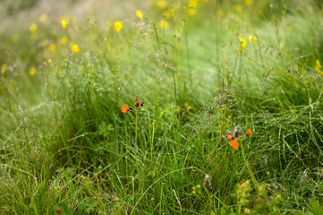 grass and poppies