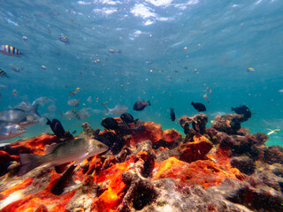 Fototapeta na wymiar underwater view of school of fish with coral reef