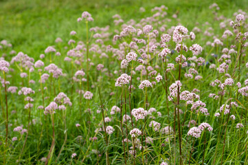 flowers in the grass