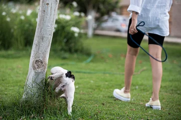 Papier Peint photo Bulldog français Bouledogue frances chien qui fait pipi sur un arbre dans le parc