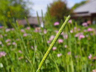 草