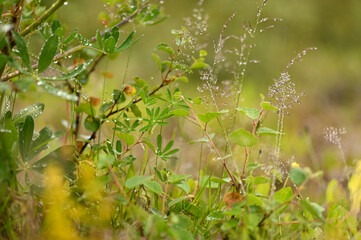 grass flower nature
