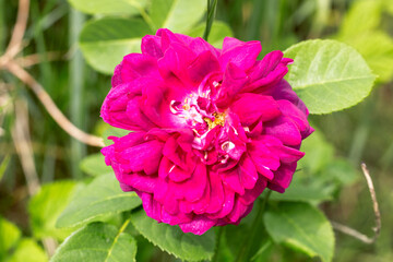 wild pink rose close up